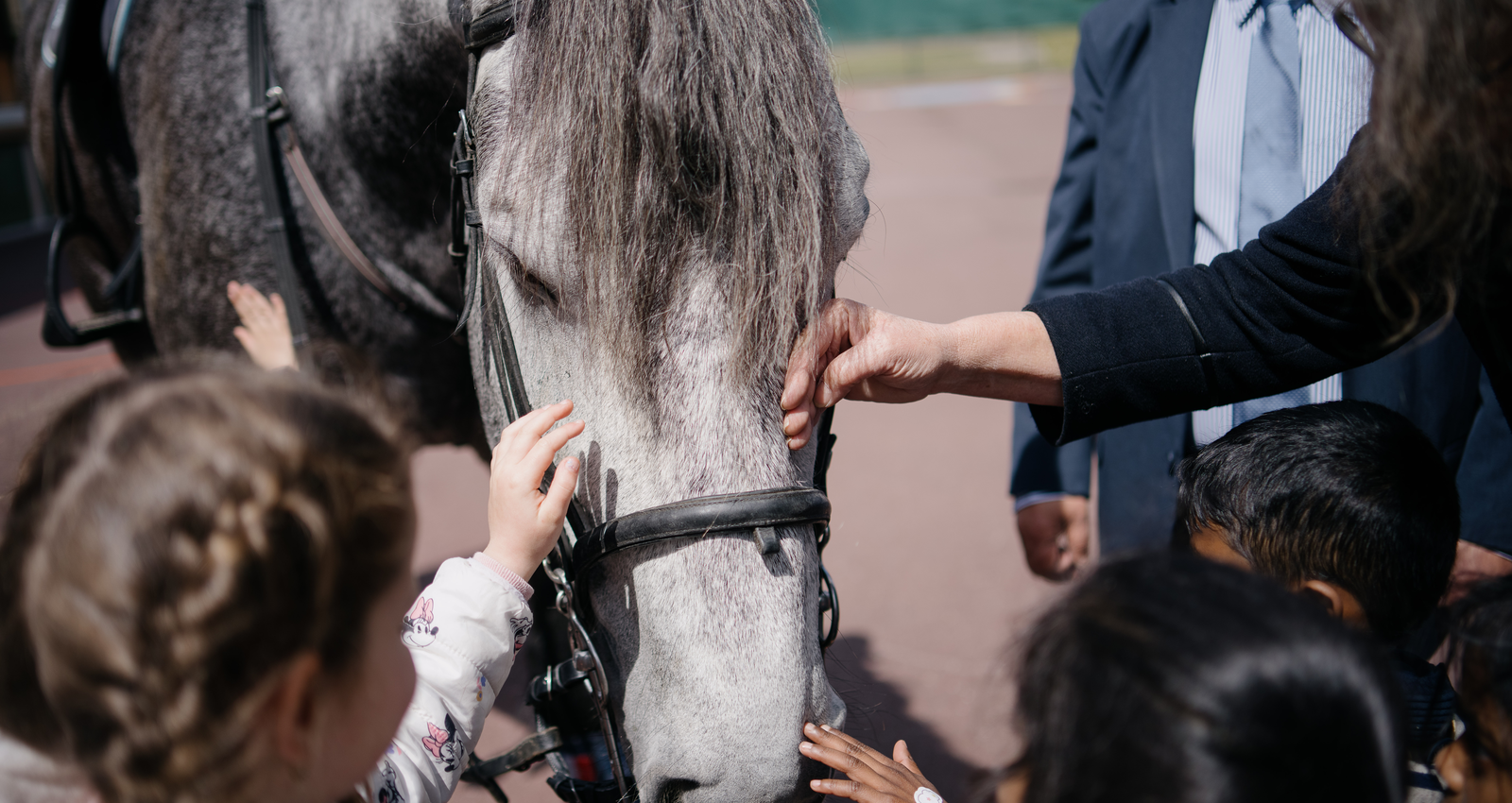 Cheval de la brigade équestre © Alexis Lepanot