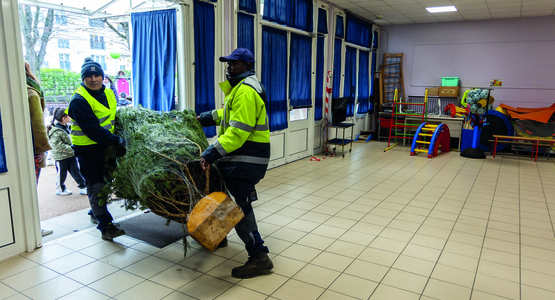 Distribution des sapins © Fabien Charlier
