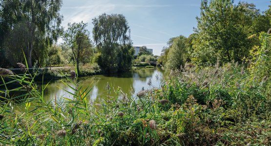 Un véritable réservoir de biodiversité où s’épanouissent iris des marais et nénuphars, aux côtés des agrions, hérons cendrés et grands cormorans.