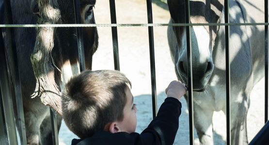 Moment de complicité avec les ânes de la ferme pédagogique.