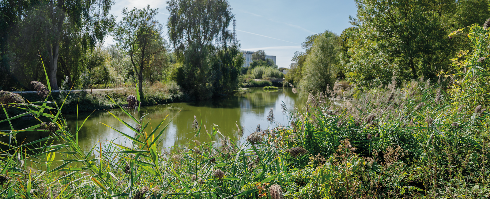 Un véritable réservoir de biodiversité où s’épanouissent iris des marais et nénuphars, aux côtés des agrions, hérons cendrés et grands cormorans.