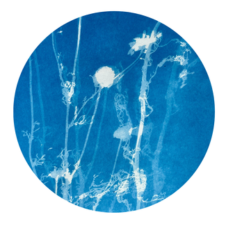 Cyanotype © Siobhan Flannery, unsplash